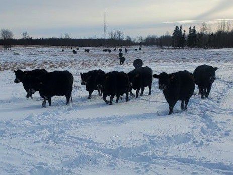 jasondanard's tweet photo. BN Ranch (Regner Family) Bred Cows https://t.co/RIpFIDFUe0 via @YouTube @cdnangus @CdnSimmental @llbangus 
Selling on TEAM November 26th! Sign in @ https://t.co/MJYRGSgUqh to preview and participate! https://t.co/0owXS1G9n9