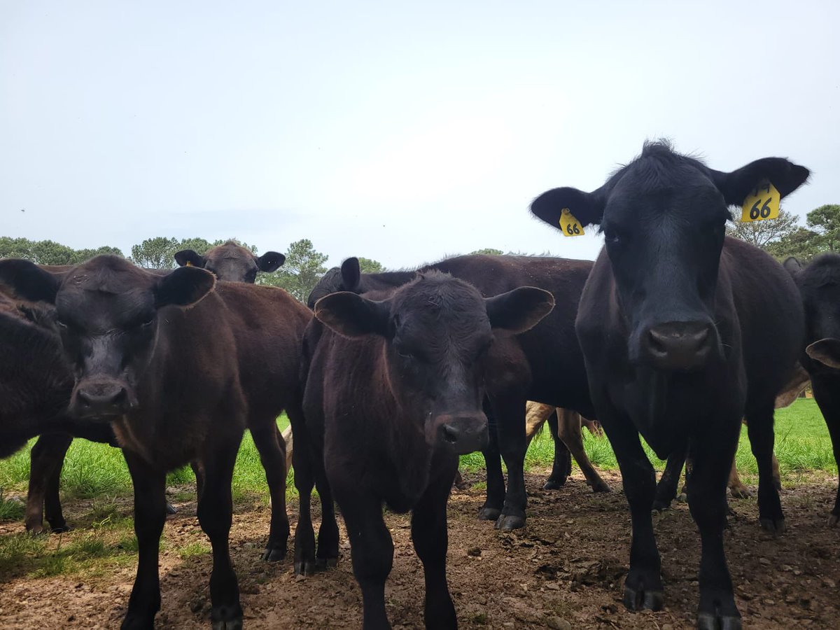 Happy Thanksgiving from <a href="/SouthStarFarm/">HooperWill Farm</a>