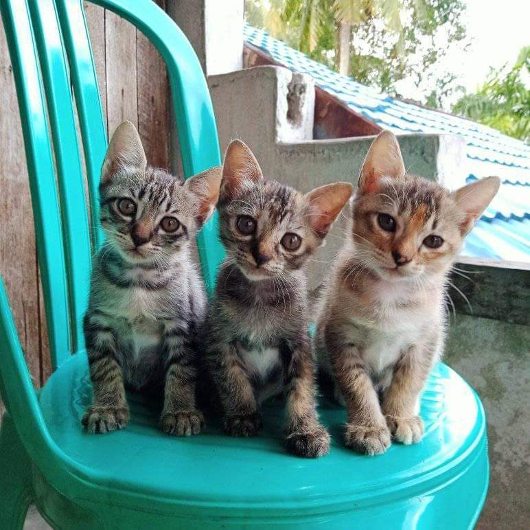 Pets 🐈🐕🦺🐇🐦 Fess tweet media