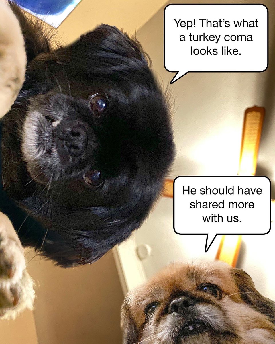 All the critics come out when you end up lying on the floor after overeating on Thanksgiving. 
#Tryptophan #Pekingese #funnydog #funny #caption #barkpost #memes