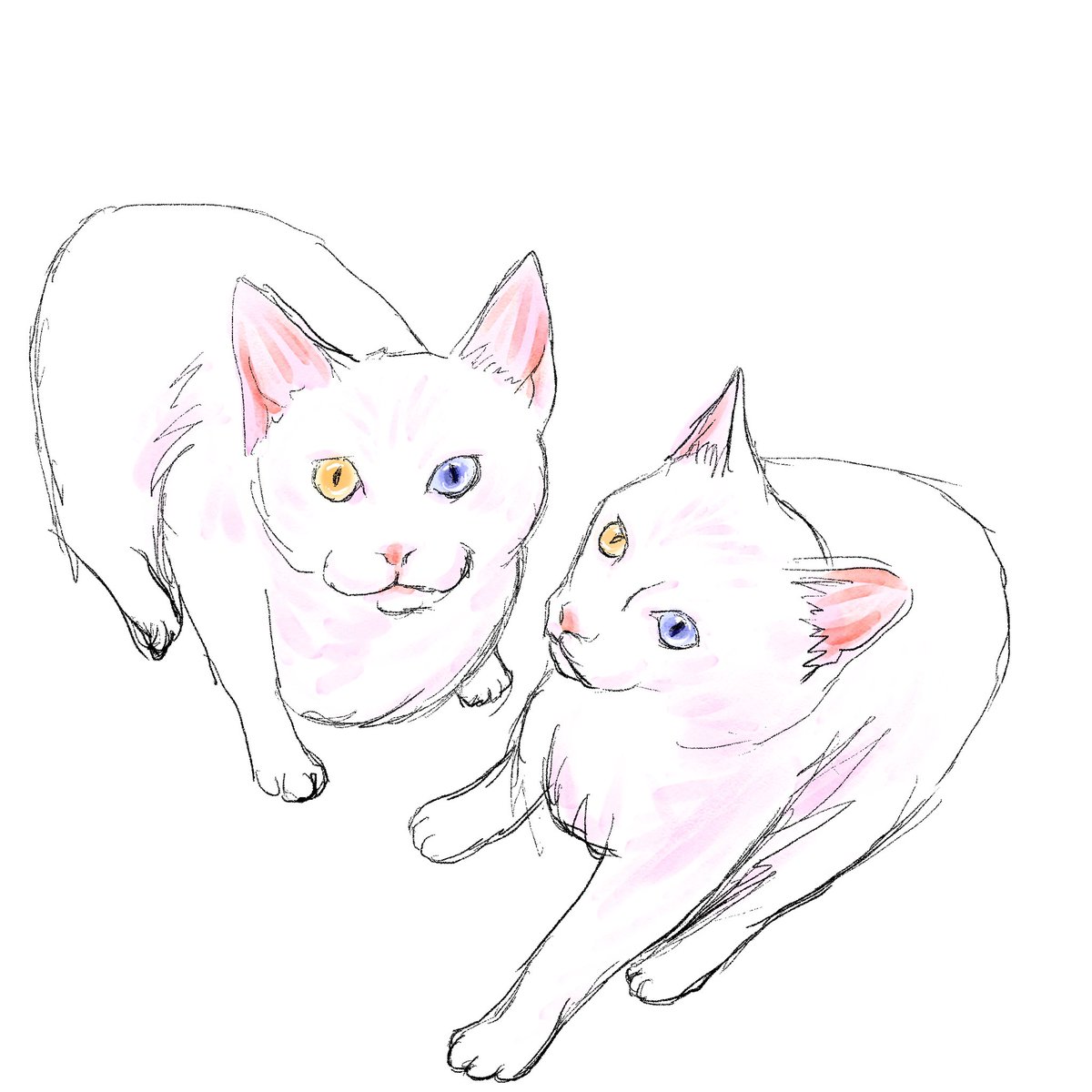 AnytimeCats tweet picture