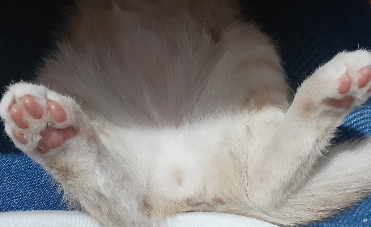 enmichada's tweet photo. Boludito pesado. #Joako #Gatito rubito patitas rosadas https://t.co/j6rFXYLBTU