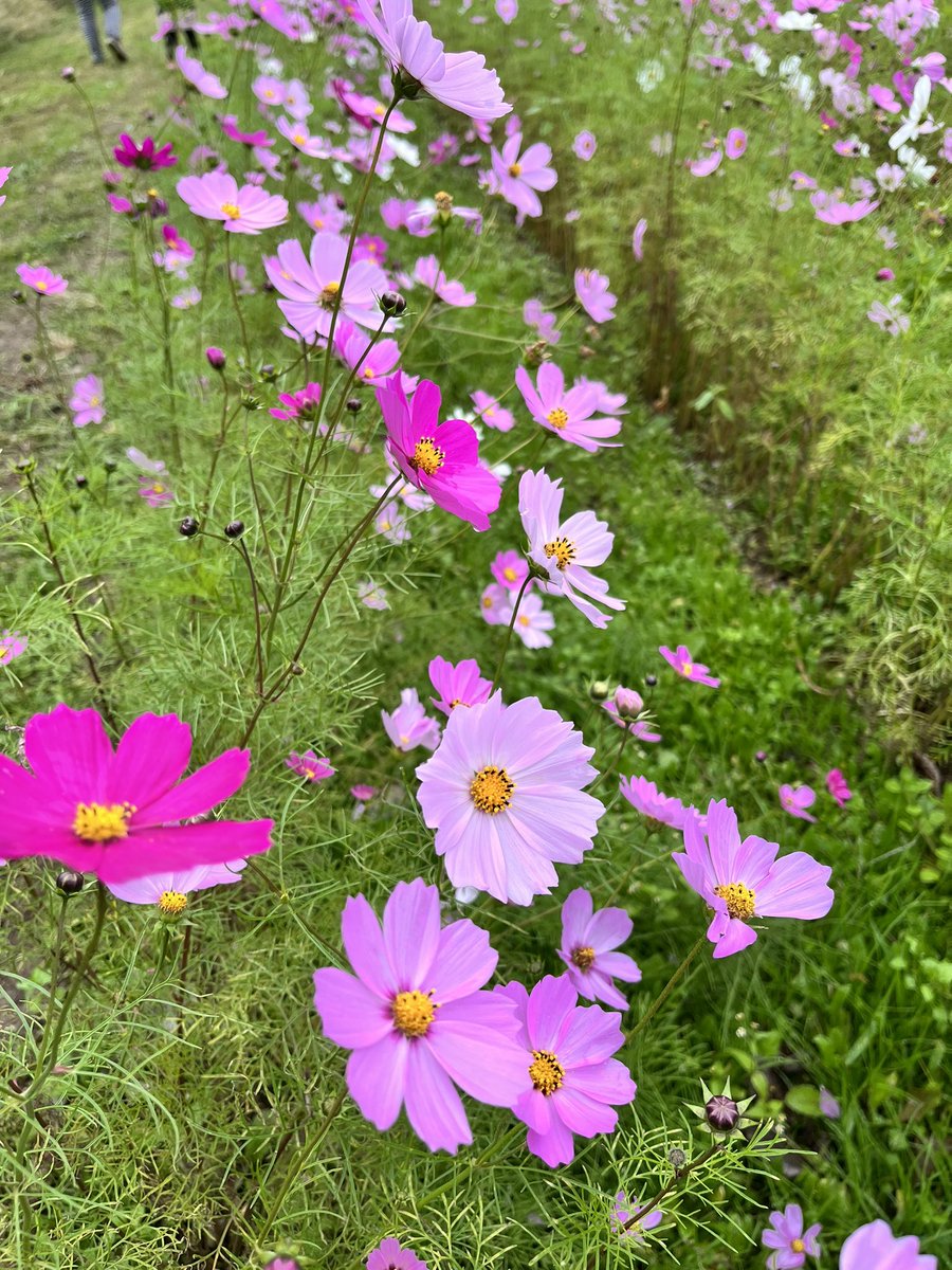 punimarin's tweet photo. お散歩すると秋の彩りがあふれます。 https://t.co/jXqZTWpawk