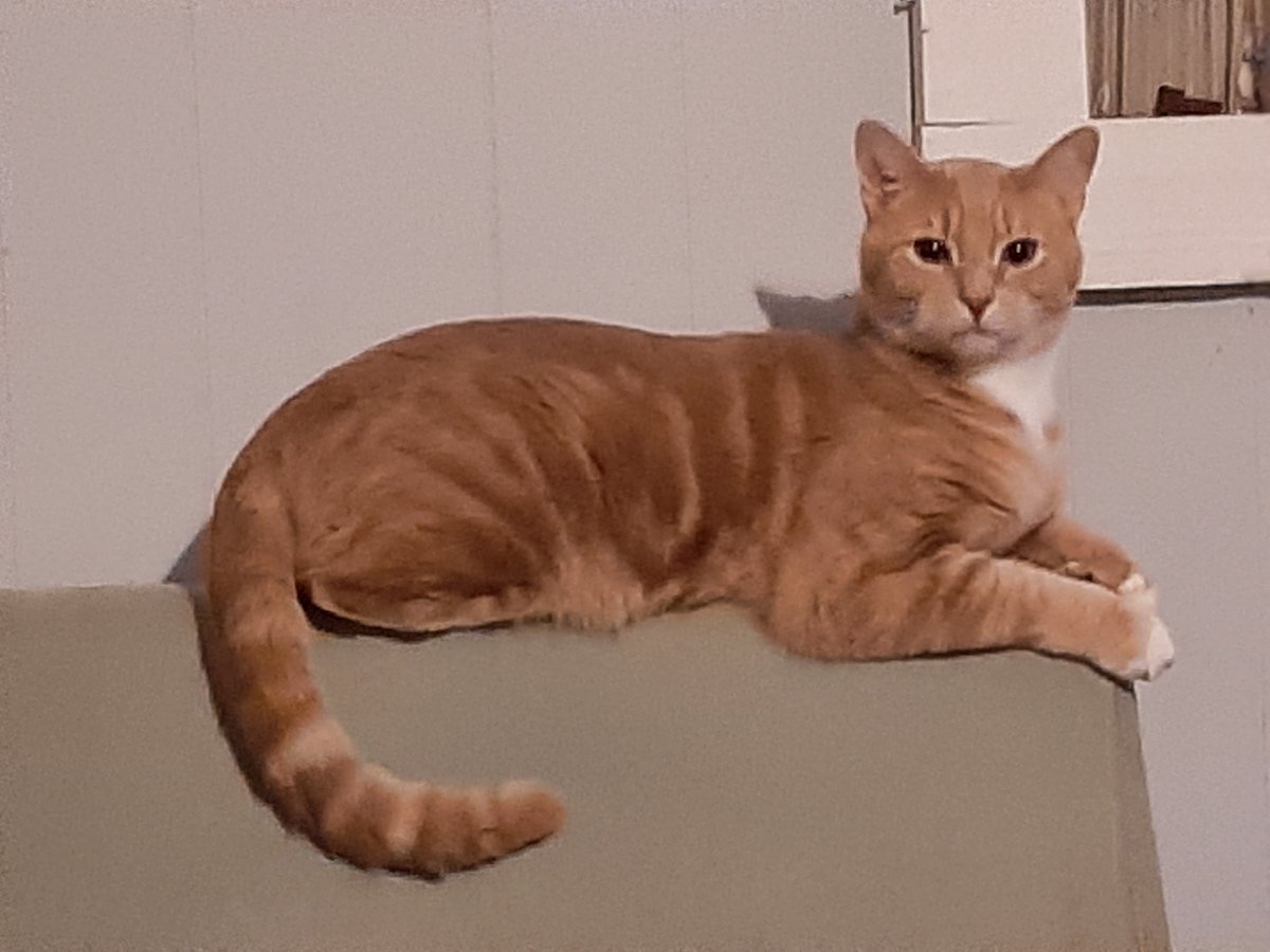 jpeel14's tweet photo. @SurgeInu Admiral Chester Von Vipington da Turd and his fleet, Lady Frey and Olaf the Omnipotent. Riden into Victory!
Animals actual names: Admiral Chester Von Vipington da Turd, Freya, and Olaf. https://t.co/O38VIT4jYd