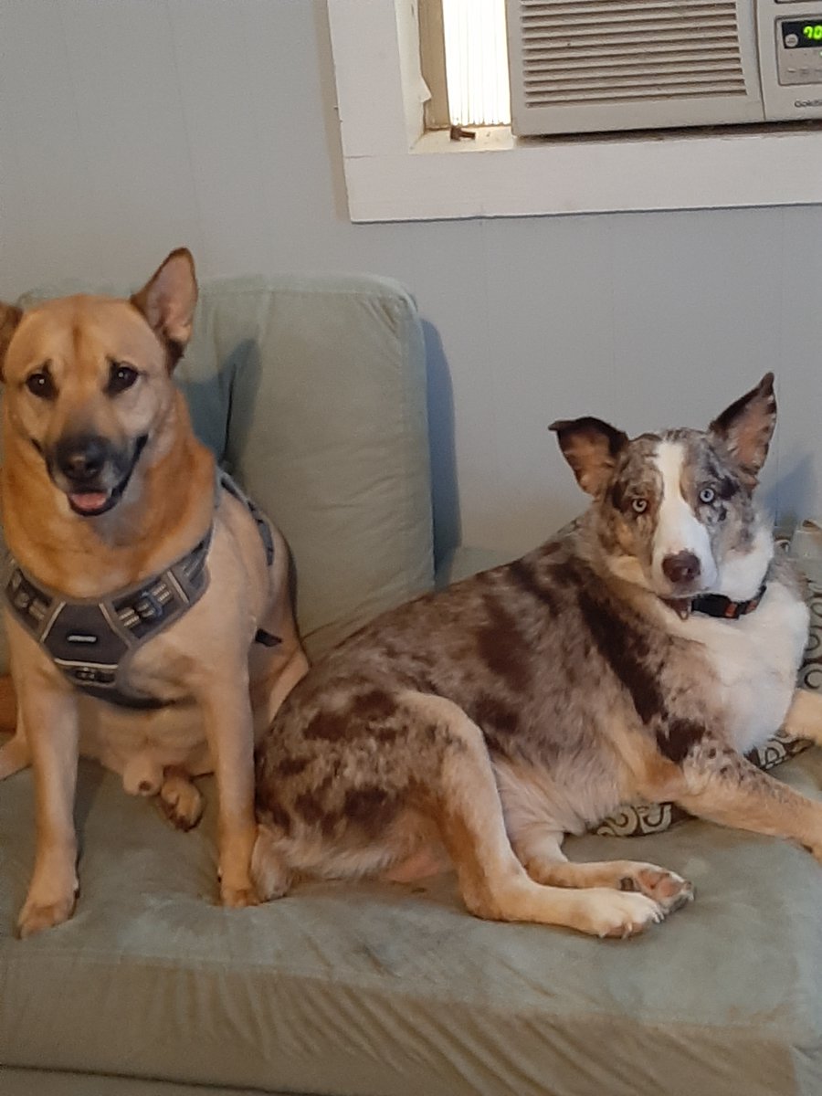 jpeel14's tweet photo. @SurgeInu Admiral Chester Von Vipington da Turd and his fleet, Lady Frey and Olaf the Omnipotent. Riden into Victory!
Animals actual names: Admiral Chester Von Vipington da Turd, Freya, and Olaf. https://t.co/O38VIT4jYd