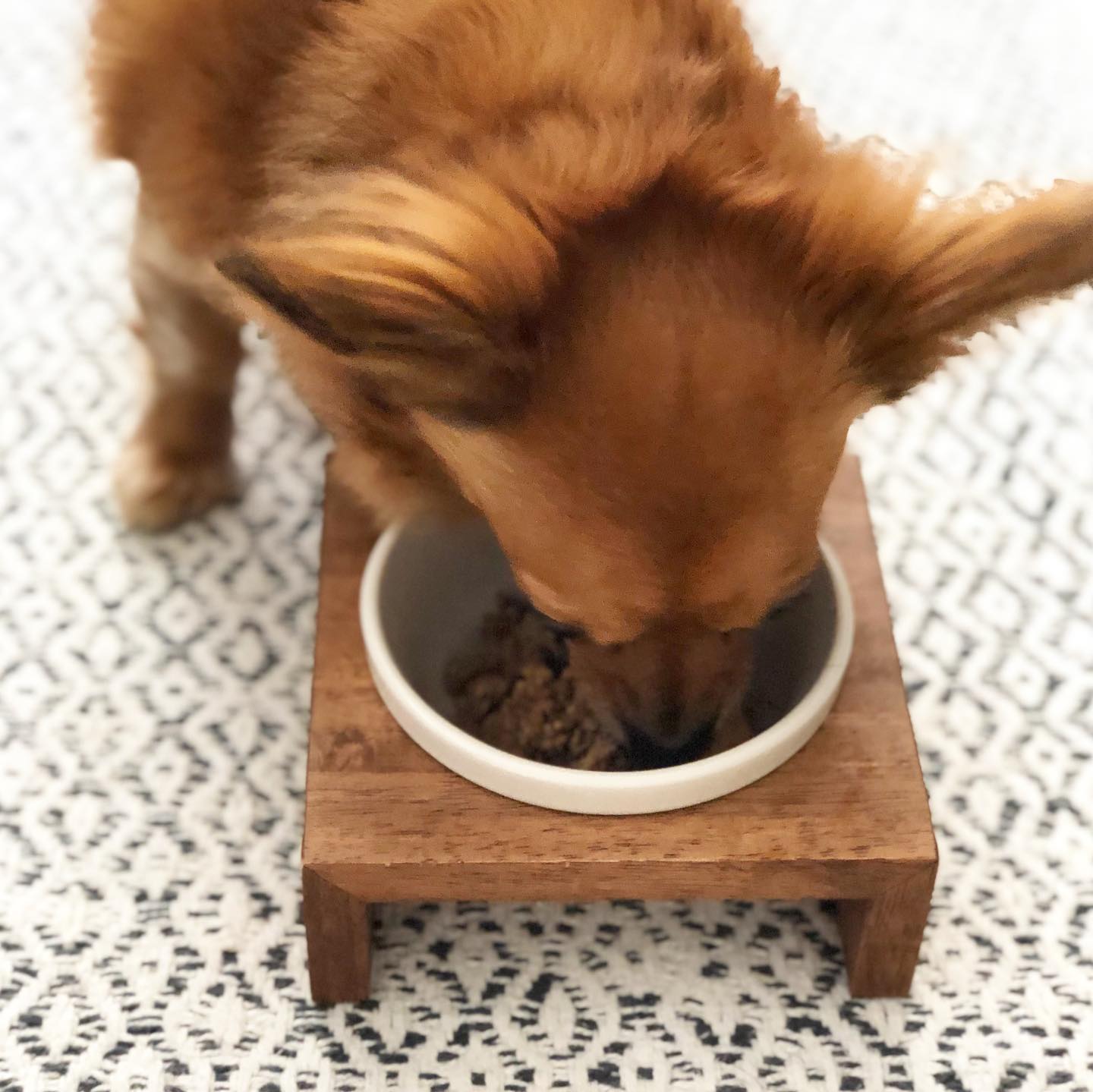 株式会社asobolabo 暑い季節も 寒い季節も 雨の多い季節も どんな時も同じフードを食べるのではなく 愛犬にも季節や体質 体調に合わせたごはんで健康的な食事を提供したい 漢方ごはんには愛犬に対する愛情がいっぱい詰まってるんです T