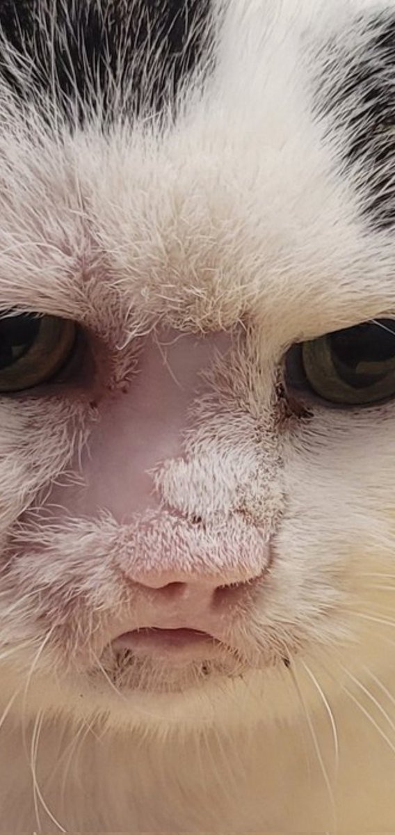 thankful for the lgtbtqa+ and little dried fishes