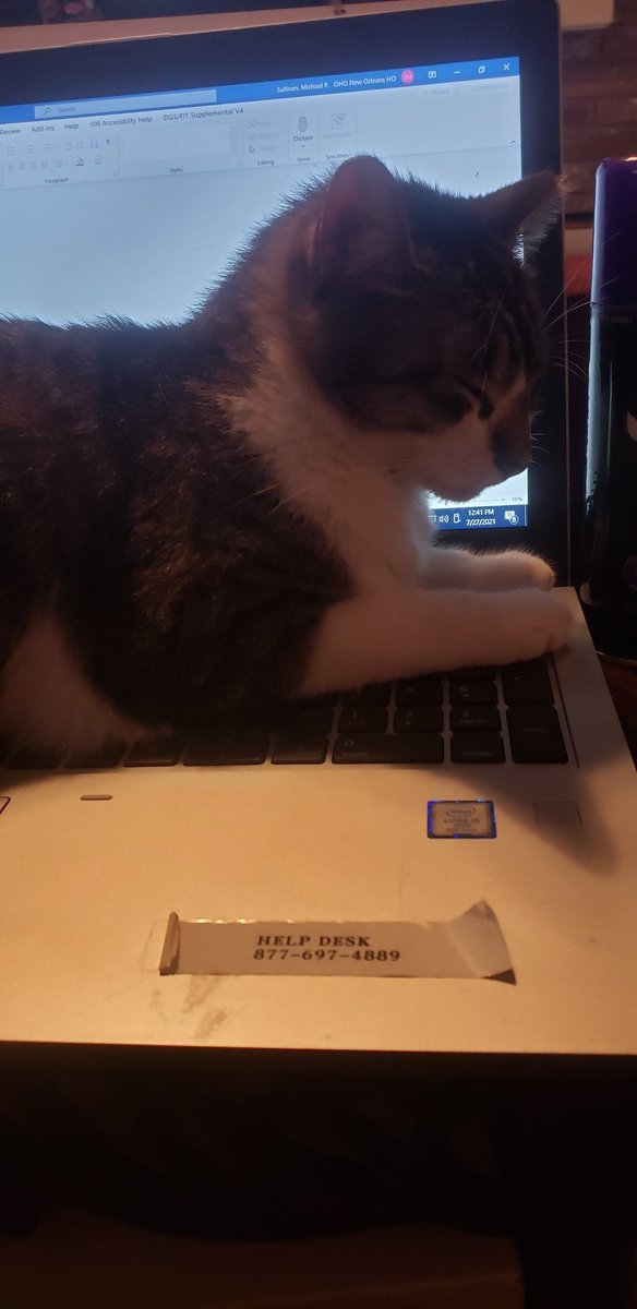 bilbomps's tweet image. "My cat changed my password " is the new "My dog ate my homework."