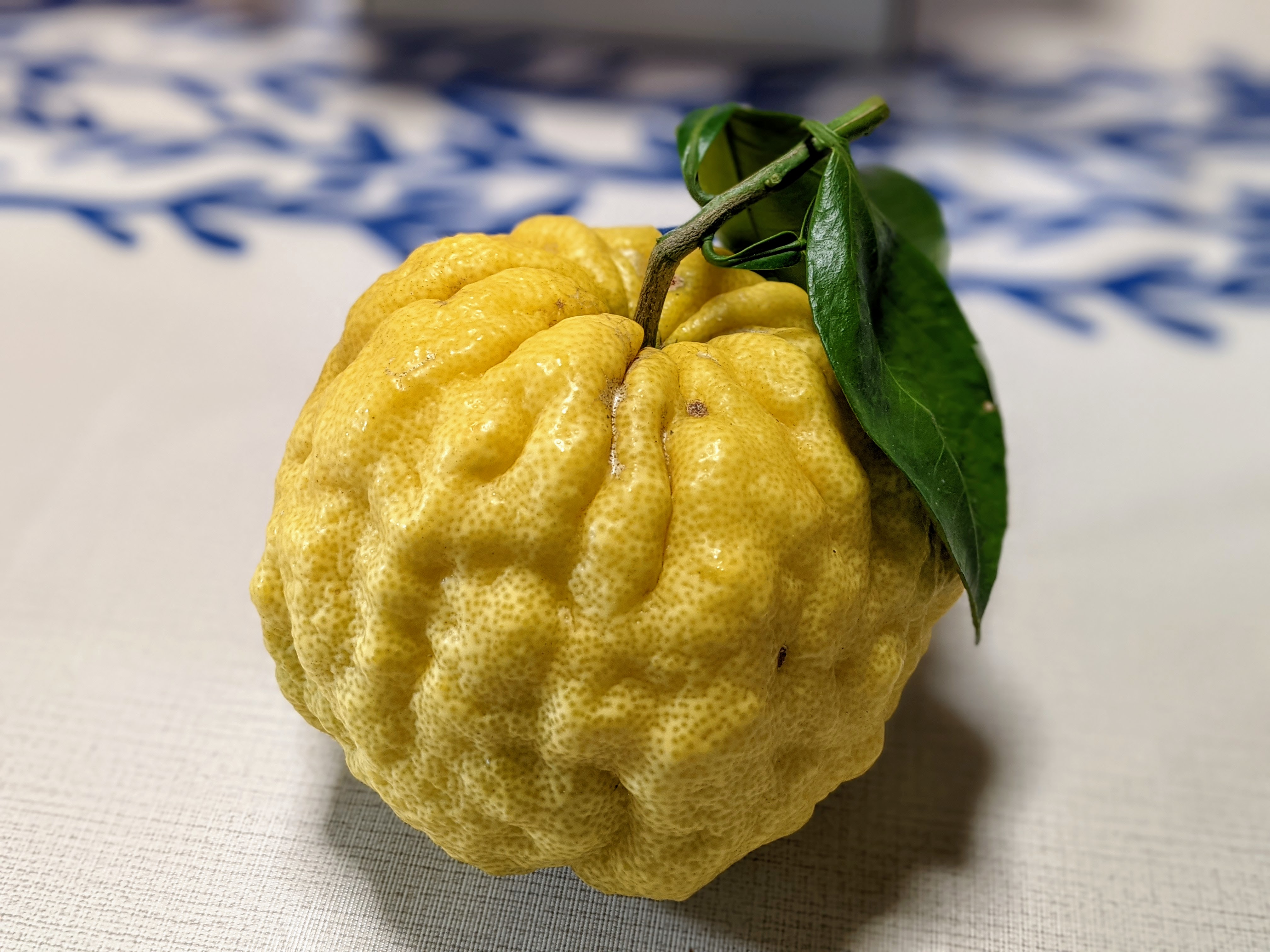 Camellia Tea Ceremony All Morning I Ve Been Distracted By This Rather Alarming Looking Citrus That Was Left On My Desk More Yōkai Than Fruit It S Aptly Known An An Oni Yuzu