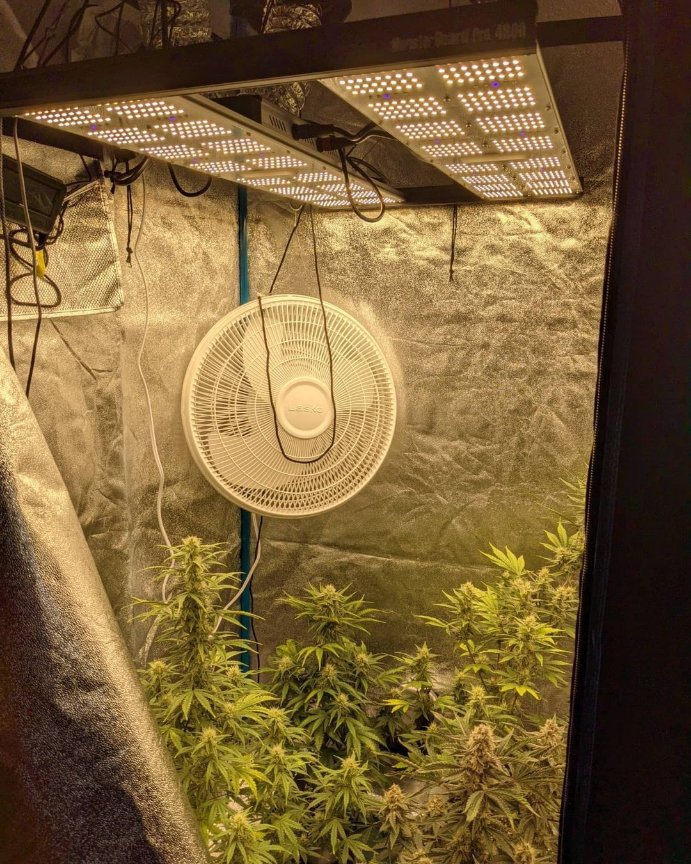 GeeklightC's tweet photo. Grow under Monster Board Pro 4800 480W
https://t.co/DddKp7BVVq 

#geeklight #monsterboard #monsterboardpro #ledgrowlight #ledgrowlights #indoorgrow #indoorgardening #indoorgarden #indoorfarming #lm301h #growyourown #hydroponics https://t.co/Aedn5wErOO
