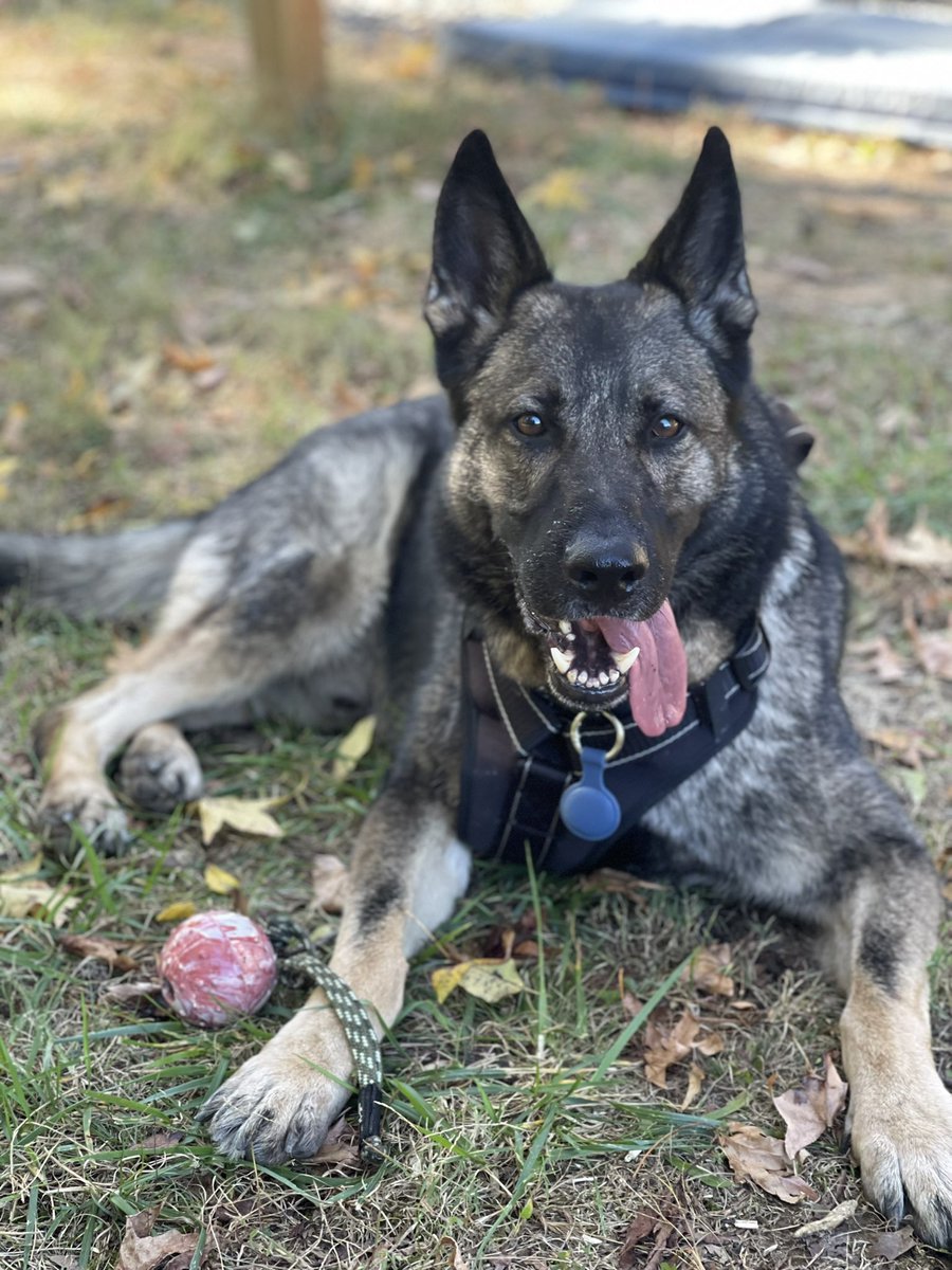 K9Fyba's tweet photo. Happy Thanksgiving everybody! Check out my favorite ball in the picture which is always with me no matter what! 🎾 ⚽ ⚾ https://t.co/JIZkOXasmB