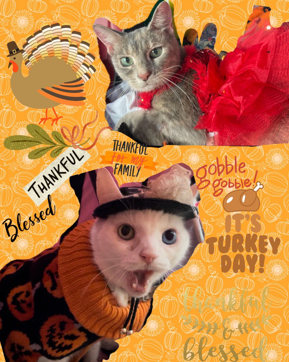 RoyalFisherCats's tweet photo. #Happy PURR #Thanksgiving 
We are PURR Dressed in our #Thanksgiving2021 👔👗Best!We kitties are very😸PURR #Thankful #GobbleGobble #grateful #blessed #fashion #ThanksgivingDay #cool #model #Food #Friends #family #Hollywood #photooftheday #HappyThanksgiving #HappyThanksgiving2021 https://t.co/1q1ERdvE8n