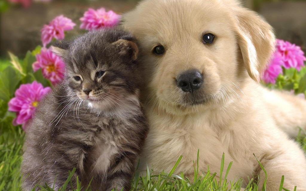 dogboyryding's tweet photo. https://t.co/OqfopADPOe