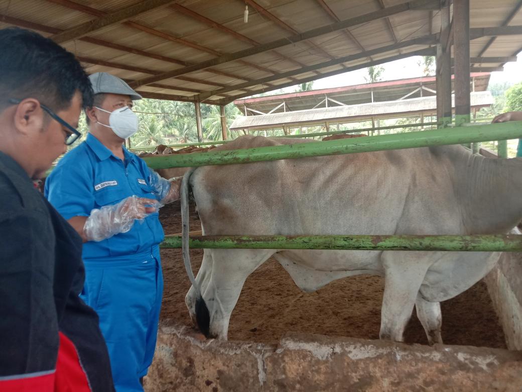 Monev Penanganan Gangguan Reproduksi bersama Expert drh Surya Agus, MP di UPTD Perbibitan Campang, Lampung Selatan