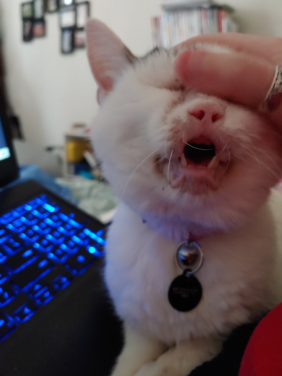 mommagoblin's tweet photo. @weirdoglitch i love my nose rubbed https://t.co/K2eFLJFxAS