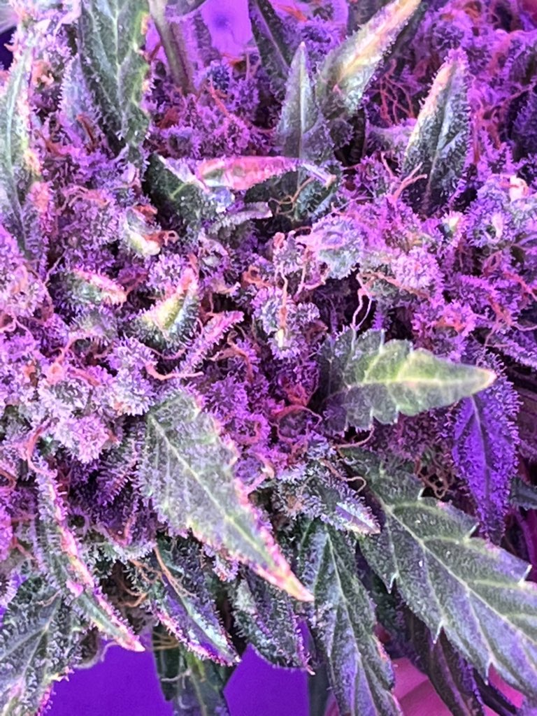 BIGHURT's tweet photo. 🌱x🌱x🌱x🌱 just for the love of nature
#frankyflowbox #flowboxexperiment #flowboxingit @PFRANKYFLOWERS https://t.co/2gI9mf4Mbh