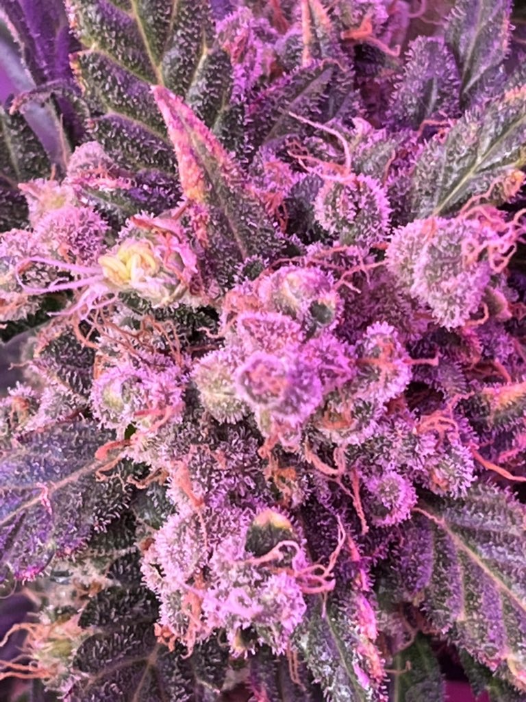 BIGHURT's tweet photo. 🌱x🌱x🌱x🌱 just for the love of nature
#frankyflowbox #flowboxexperiment #flowboxingit @PFRANKYFLOWERS https://t.co/2gI9mf4Mbh