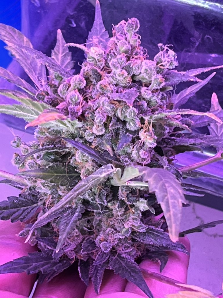 BIGHURT's tweet photo. 🌱x🌱x🌱x🌱 just for the love of nature
#frankyflowbox #flowboxexperiment #flowboxingit @PFRANKYFLOWERS https://t.co/2gI9mf4Mbh