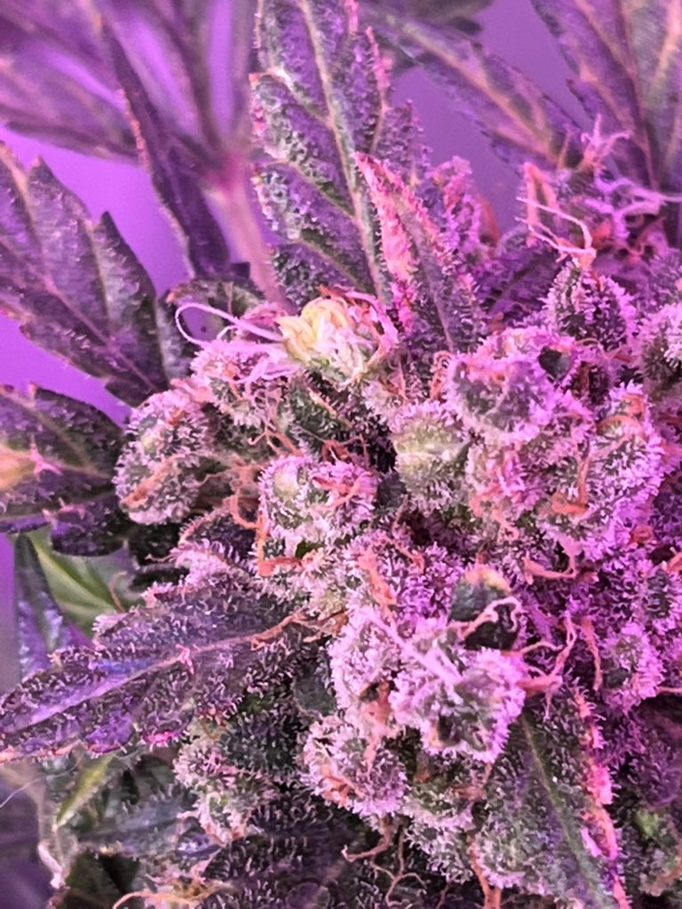 BIGHURT's tweet photo. 🌱x🌱x🌱x🌱 just for the love of nature
#frankyflowbox #flowboxexperiment #flowboxingit @PFRANKYFLOWERS https://t.co/2gI9mf4Mbh