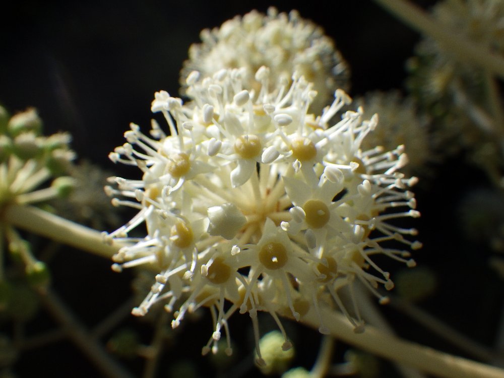 都立蘆花恒春園 児童公園で ヤツデの花が咲いています ヤツデ というと天狗の団扇のような肉厚で光沢のある大きな葉っぱが思い浮かびますが 11月 12月に小さな白い花がボール状に集まって咲いています ヤツデ のイメージとは違って清楚で可愛らしい花です