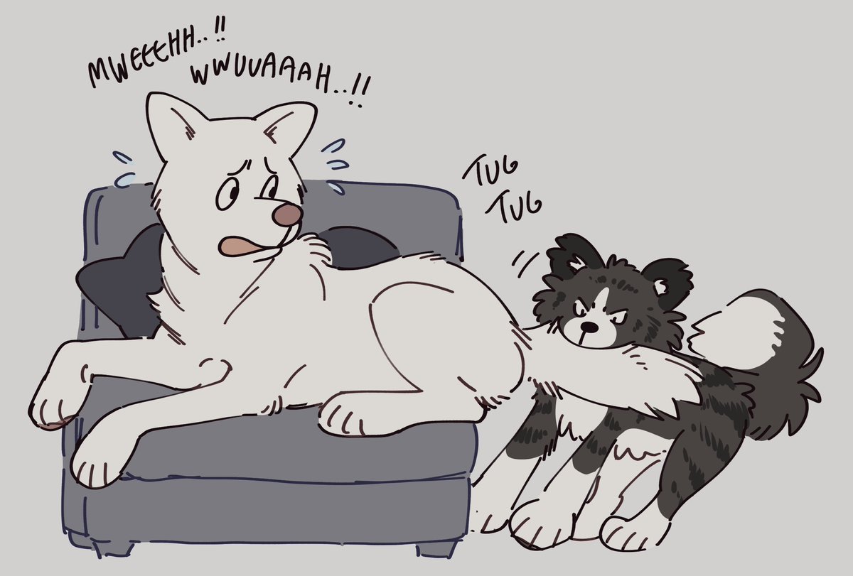 Delta loves bullying Daiki when he's just trying to get comfy on his favourite chair 