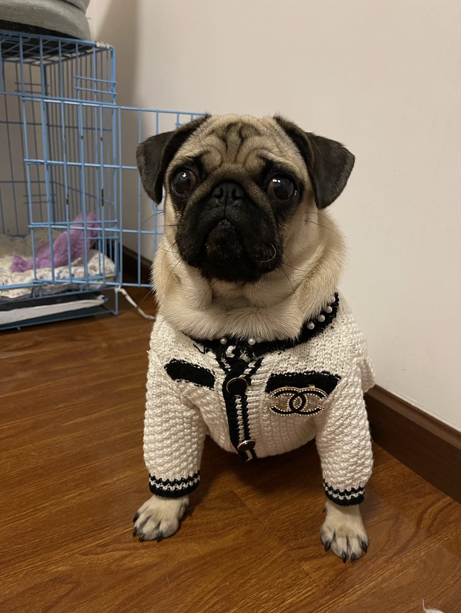 petmaxdesign's tweet photo. Loyal Pug！😜😜
#Pug #dog #Loyal https://t.co/RCfczCzI8x