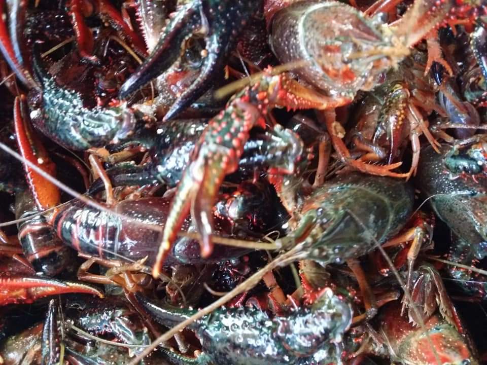 EelsEgypt's tweet photo. #Crayfish https://t.co/wXYgtzMmle