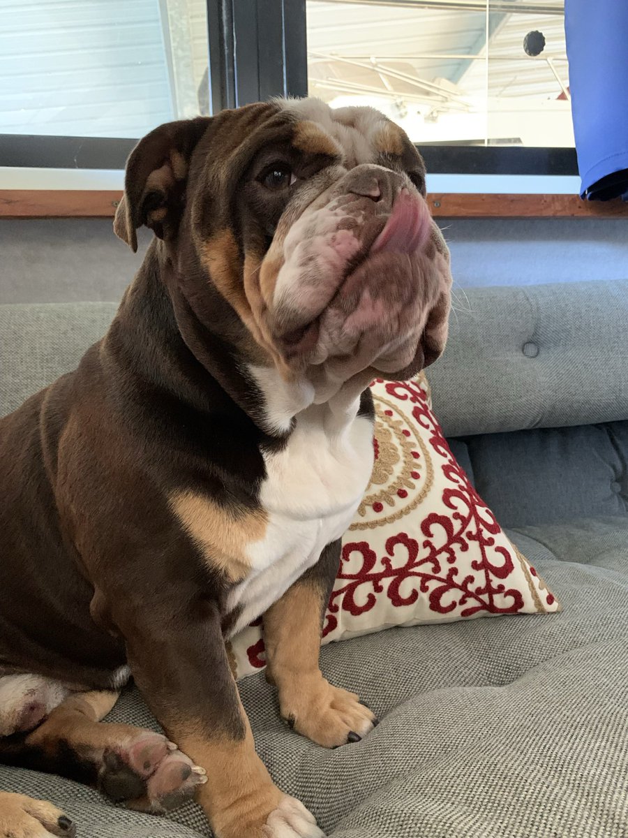 markmorris2's tweet photo. @brendacalc We have one almost same color. Best dogs ever. #kingpumba. https://t.co/ygUKdqYpSb