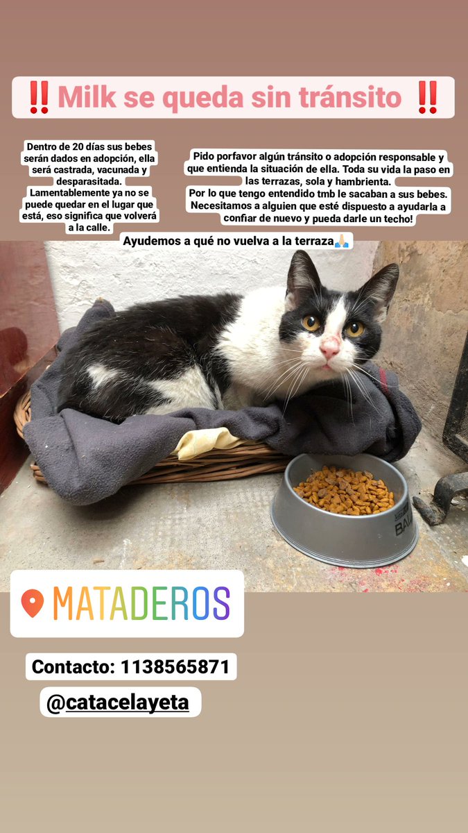 CataCelayeta's tweet photo. "refugio"q le hablo,refugio q me dice "no puedo tener más animales,solo difundir".A los minutos de no ayudarme,suben historias de rescates nuevos. Me ayudan a difundir?Necesita tratamiento veterinario y tránsito URGENTE. Me hago cargo económicamente,necesita un techo y paciencia. https://t.co/hnxn5eMs8P