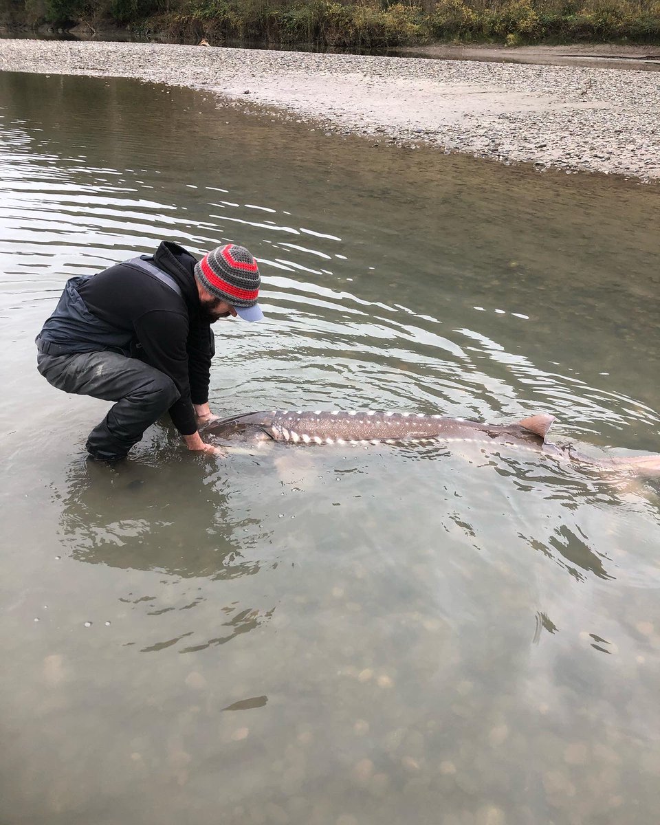 GuidesAssoc's tweet photo. FVAGA Members Tyler Buck and Jay Gibson walked this stranded adult Sturgeon 2km back to safety. Incredible effort and leadership by these two professional guides. #BCFlood #ActiveResponse https://t.co/49TSRMR7D0