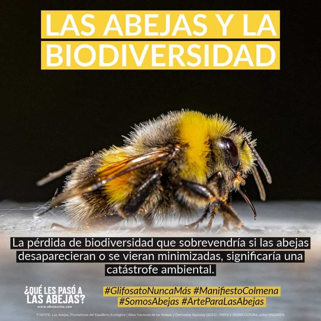 Abejas_Doc's tweet photo. La Biodiversidad y las Abejas. 
Cuidemos nuestra casa común #SomosAbejas #AbejasCine https://t.co/vTuTOpwPpM
