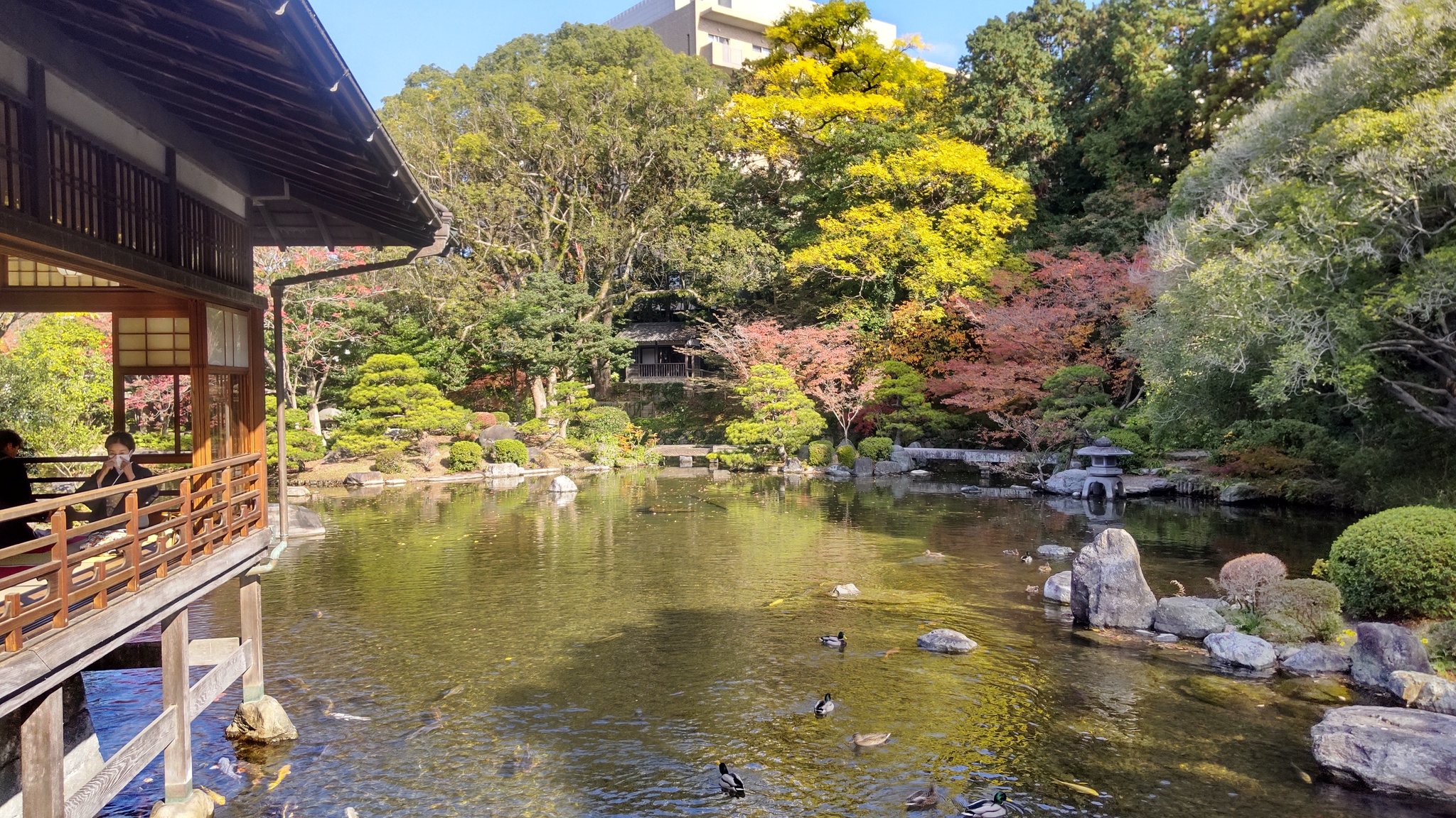 Shiiba Taiyo 今 福岡市の友泉亭公園に来ています 友泉亭公園は 友泉亭 を池泉廻遊式純日本庭園として整備したものです 大広間から見る庭園は趣があって落ち着きます 池には鯉や鴨がいますが 鯉の餌 を与えると鯉も鴨も食い付きが良かったです