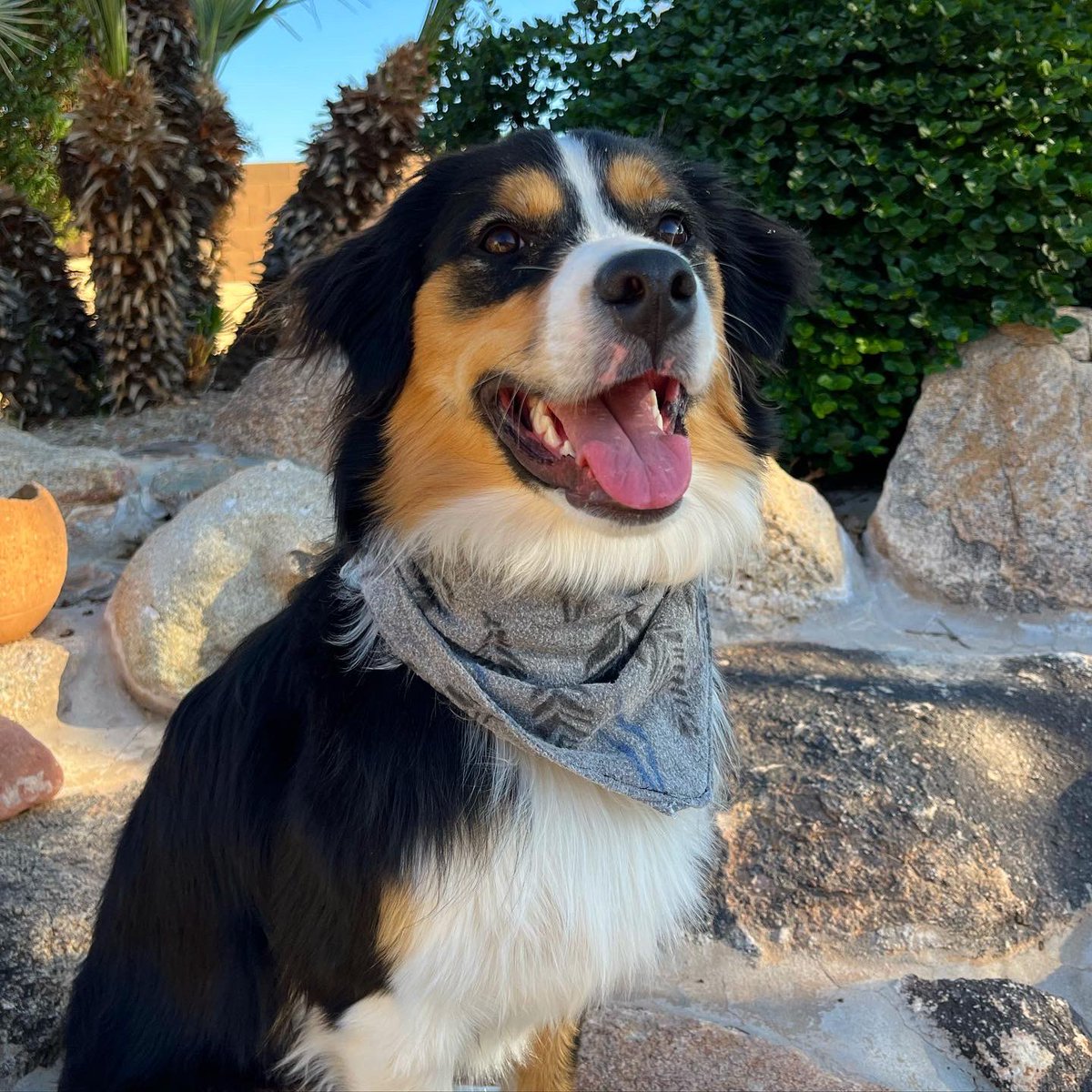 Namara_Panzer's tweet photo. This bandana is for sale in my #etsy shop! Check it out now! https://t.co/m4ojhRacEA https://t.co/RSq0Yij76u