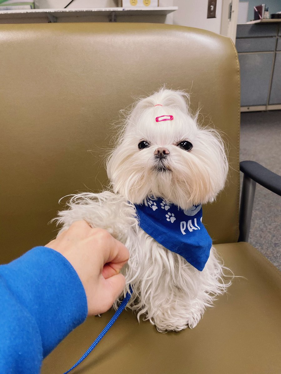 malteserus's tweet photo. Hera &amp; her furry friends from @PALSCalgary will be there! #therapydogs #yyc https://t.co/85vtzSL6LZ