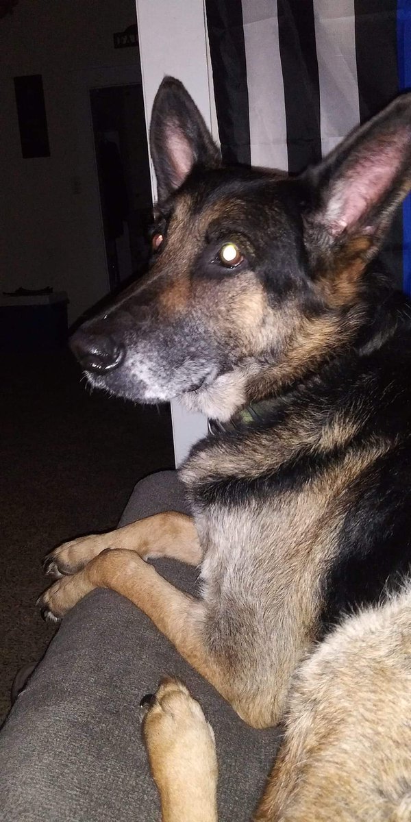 CrystalCamden2's tweet photo. @joeimel if you could repost. My German Shepherd got off my front porch can't find him anywhere. I just want my baby home. His name is Ranger &amp; he has a camouflage Collar on. He is not chipped. He got off my porch around E 11th Street. It's too cold for him to be out. Thank you. https://t.co/4po5nkI1cN