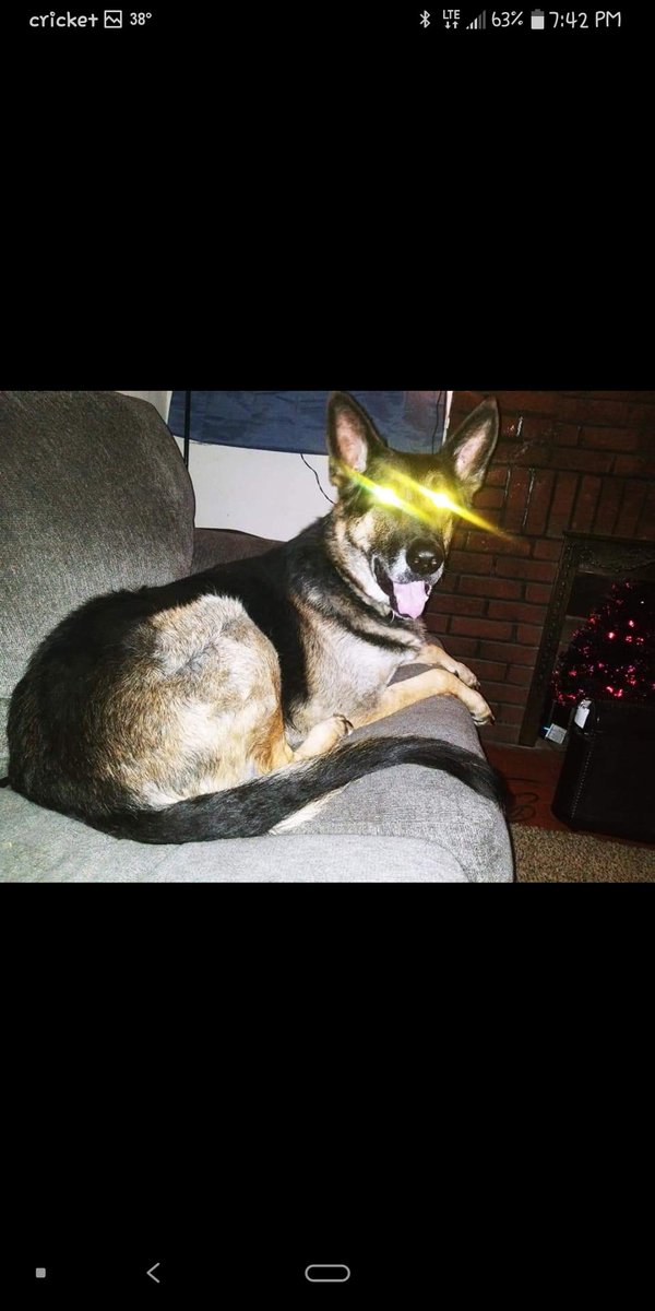 CrystalCamden2's tweet photo. @joeimel if you could repost. My German Shepherd got off my front porch can't find him anywhere. I just want my baby home. His name is Ranger &amp; he has a camouflage Collar on. He is not chipped. He got off my porch around E 11th Street. It's too cold for him to be out. Thank you. https://t.co/4po5nkI1cN