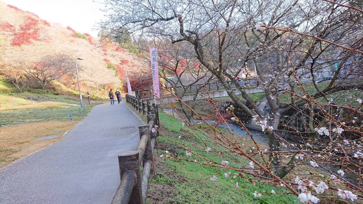 小原ふれあい公園　四季桜・紅葉　見頃
川見四季桜の里　四季桜・紅葉　見頃
柿ヶ入り遊歩道　四季桜　5分　紅葉　見頃
遊びにいらしてください
＃豊田市＃小原＃小原四季桜まつり＃四季桜＃紅葉
