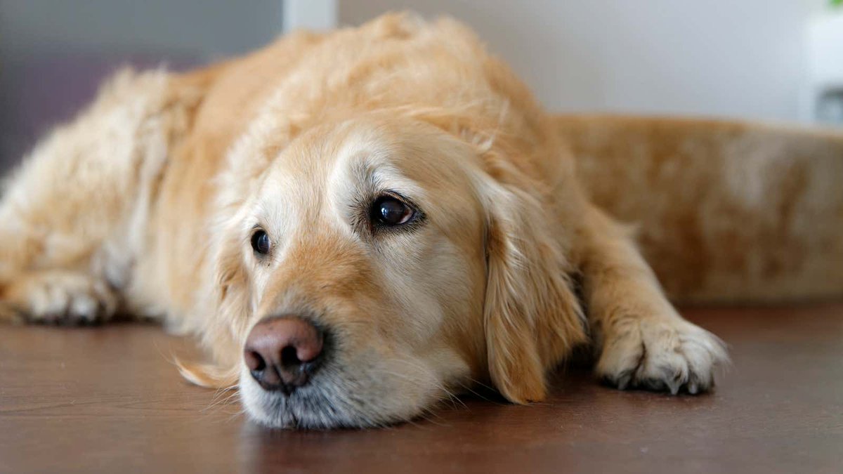 TheOnion's tweet photo. Thanksgiving Conversation Devolves Into Just Stating Things Dog Is Currently Doing https://t.co/DqXDs89LVi https://t.co/igZw5Wozp2