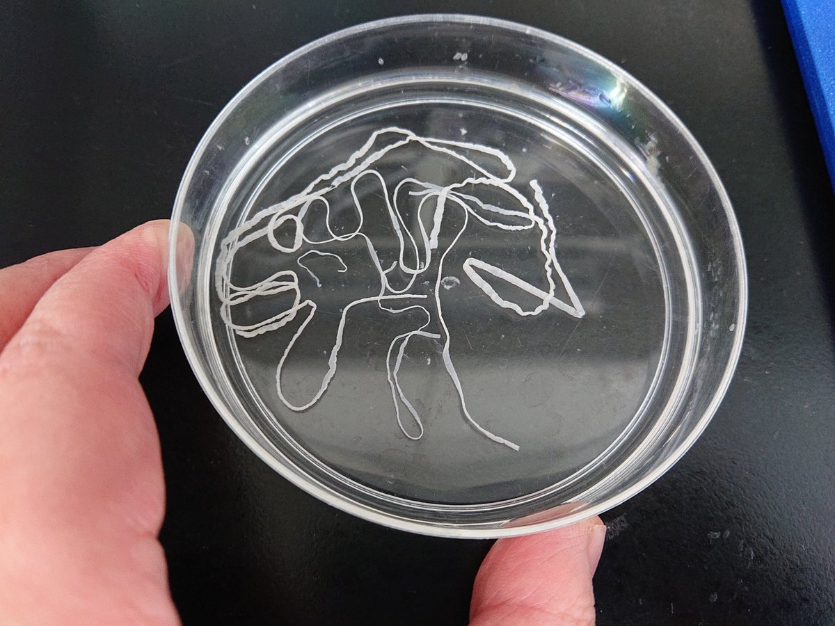 佐々木瑞希 旭川医大寄生虫 S Tweet こーんなどでかいスッポンに 繊細な条虫がいた シャーレに入ってる分で1匹 伸ばすと余裕で50センチ以上ある Trendsmap 佐々木瑞希 旭川医大寄生虫 S Tweet こーんなどでかいスッポンに 繊細な条虫がいた シャーレに入ってる分で1匹 伸ばすと余裕で50センチ以上ある Trendsmap