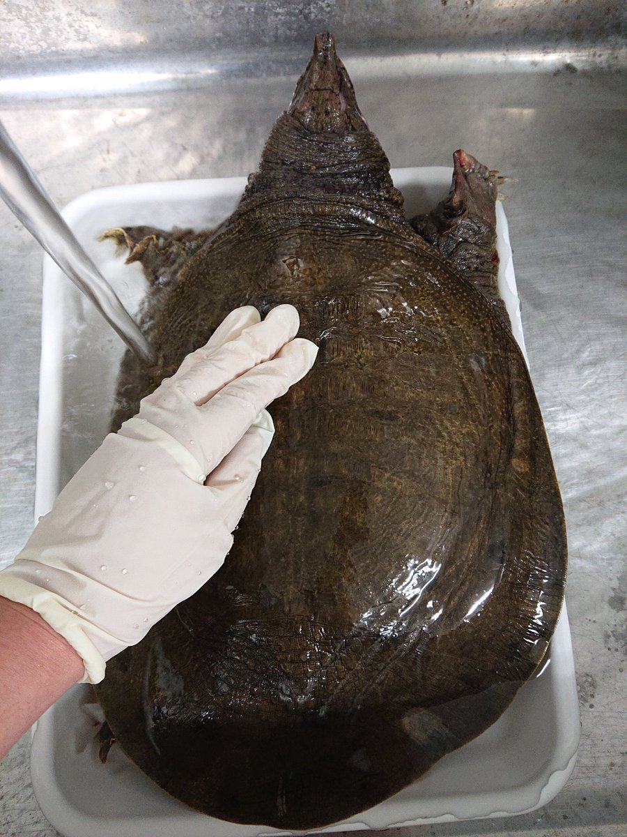 佐々木瑞希 旭川医大寄生虫 S Tweet こーんなどでかいスッポンに 繊細な条虫がいた シャーレに入ってる分で1匹 伸ばすと余裕で50センチ以上ある Trendsmap 佐々木瑞希 旭川医大寄生虫 S Tweet こーんなどでかいスッポンに 繊細な条虫がいた シャーレに入ってる分で1匹 伸ばすと余裕で50センチ以上ある Trendsmap