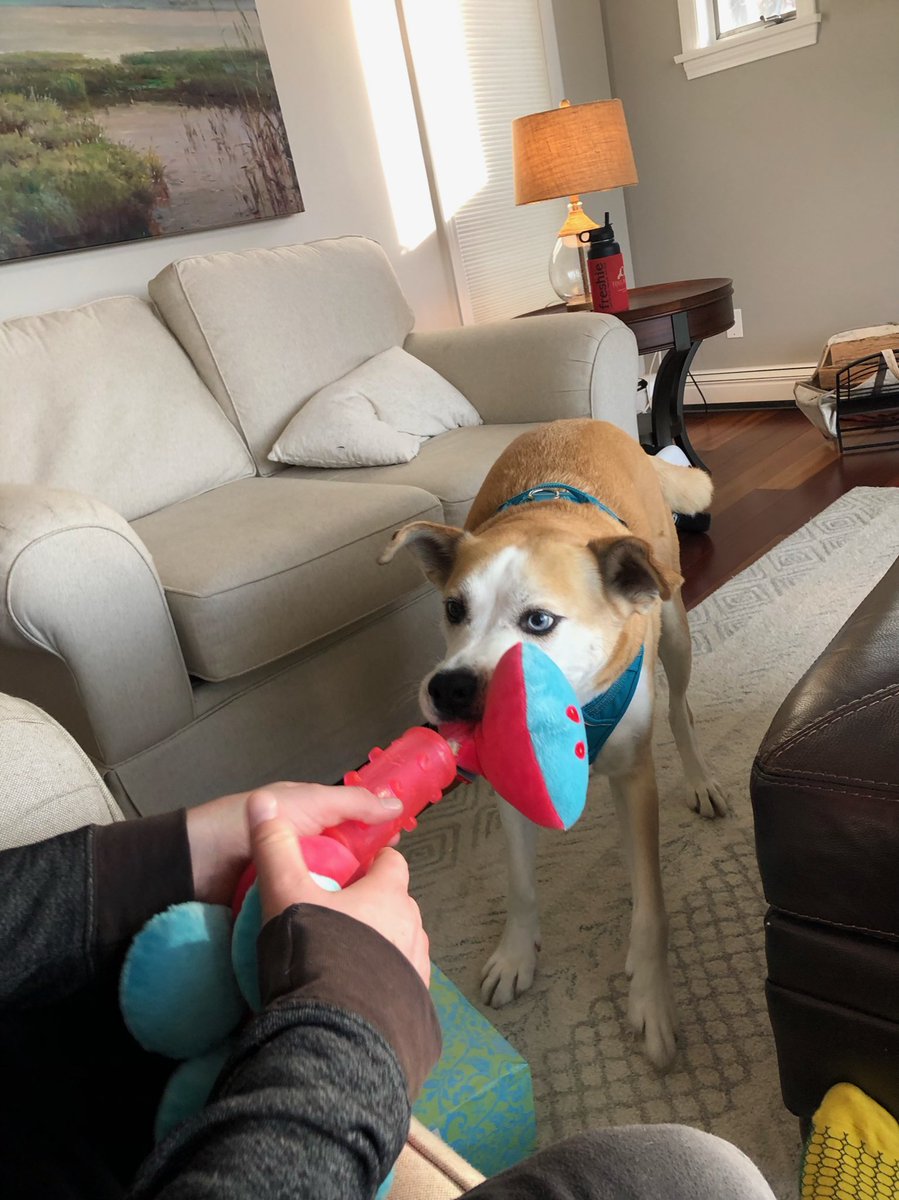 AtlasAdoptedPup's tweet photo. “Happy #Thanksgiving I am so #grateful and #Thankful for my #ForeverPack! I hope everyone else’s was great too! #dogs #dogsoftwitter #HappyThanksgiving2021 #happy https://t.co/50HfVAXZTX