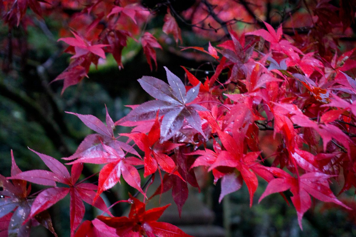 MEndlessjourney's tweet photo. ひたすら赤い
　
#最乗寺 #紅葉 #大雄山 #秋 #landscape #natural #誰か見せたい風景 #旅行が好き #simple #free #neutral https://t.co/D8hypwc5Y4