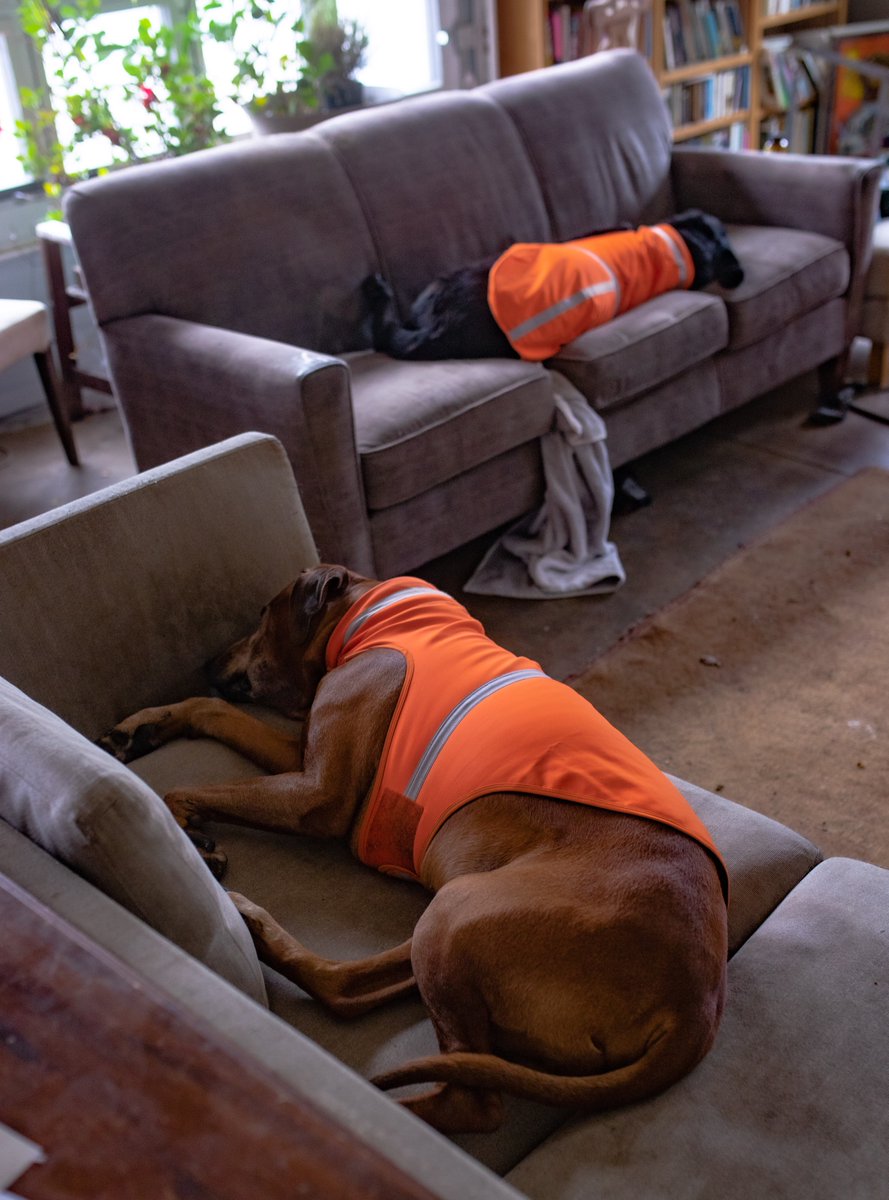 fotogosaurus's tweet photo. vest in show https://t.co/Opk5bBupq4 #VT #Vermont #NewEngland #DogsOfTwitter #DogsOfTheWorld #Dogs #DogsOfTheDay #canine #huntingVest #HunterOrange #asleep #Thanksgiving #Thanksgiving2021 #Sigma #Canon #Pause  #Rest #AfterWalk #SleepingDogs #SleepingDogsLying #RhodesianRidgeback https://t.co/jqcwRICAKT