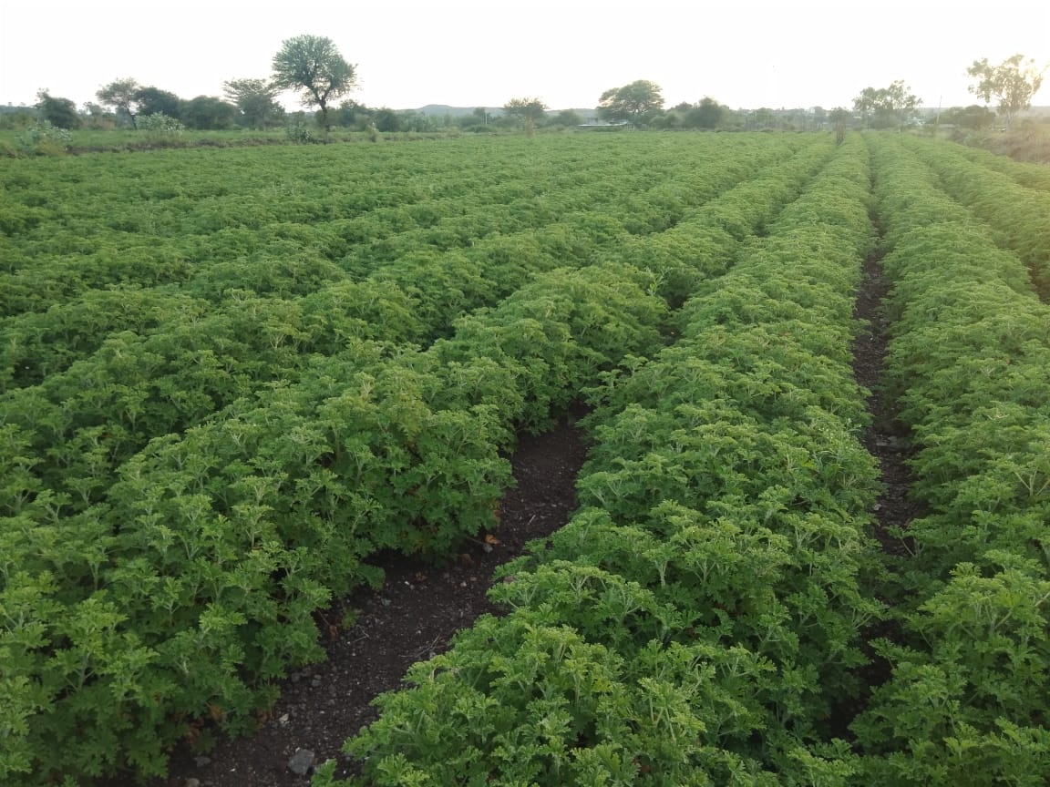 GeraniumFarming's tweet photo. श्री.साईसिद्धी जिरेनियम, वनकुटे, पारनेर, अहमदनगर.
शेतकऱ्यांचा आर्थिक विकास, हाच आमचा ध्यास..!
जिरेनियम शेती, जिरेनियम तेल उत्पादन, जिरेनियम शेती प्रशिक्षण व मार्गदर्शन, जिरेनियम खरेदी, जिरेनियम रोपांची विक्री.
#GeraniumFarming
https://t.co/XXSCNUB8rZ @ilovenagar https://t.co/qF4BySsXQF