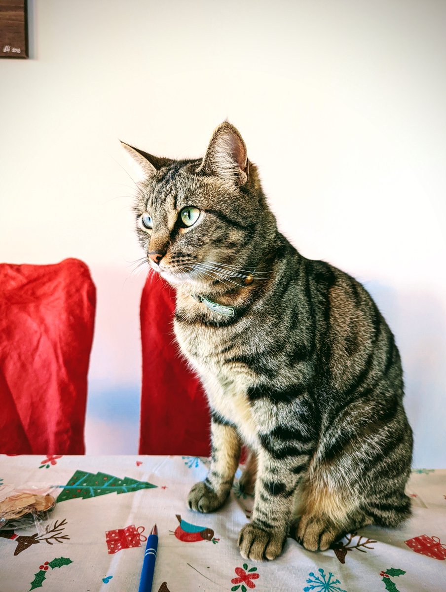 RileyCavanagh's tweet photo. My Bramble cat looking as handsome as ever. Shot on the Google Pixel 6 Pro. 

#madebygoogle #teampixel https://t.co/3dOYnSHsN4