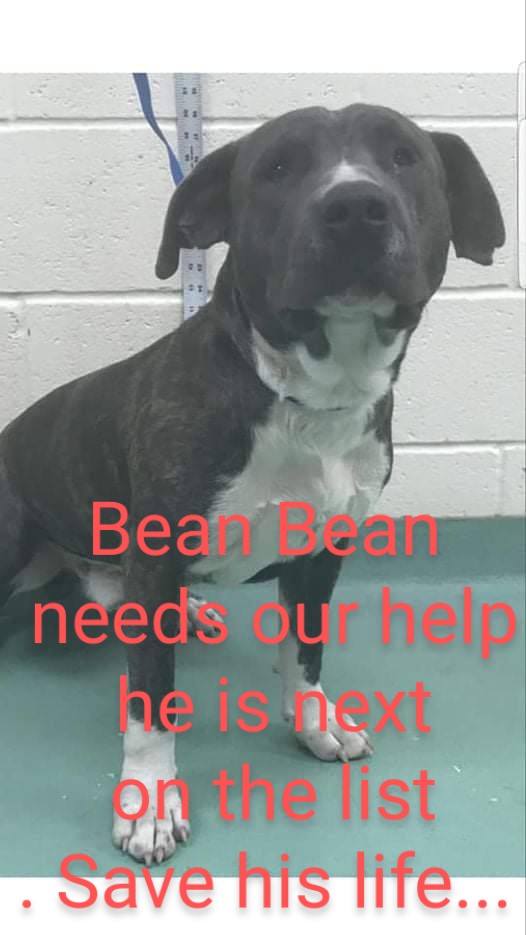 carawil17888192's tweet photo. STRAY💢
MY NAME IS BEAN BEAN🐶
INTAKE 11/10

 #MASA9354   #BEANBEAN HW NEGATIVE 
Brindle/White Male 2 years, 55 lbs
Intake 11/10  

  11/15
Intake Subtype: Running at large

Located at Memphis Animal Services 
(901) 636-1416 (ext. 2)
MAS.RESCUE@MEMPHISTN.GOV https://t.co/9DQZ2laTFW