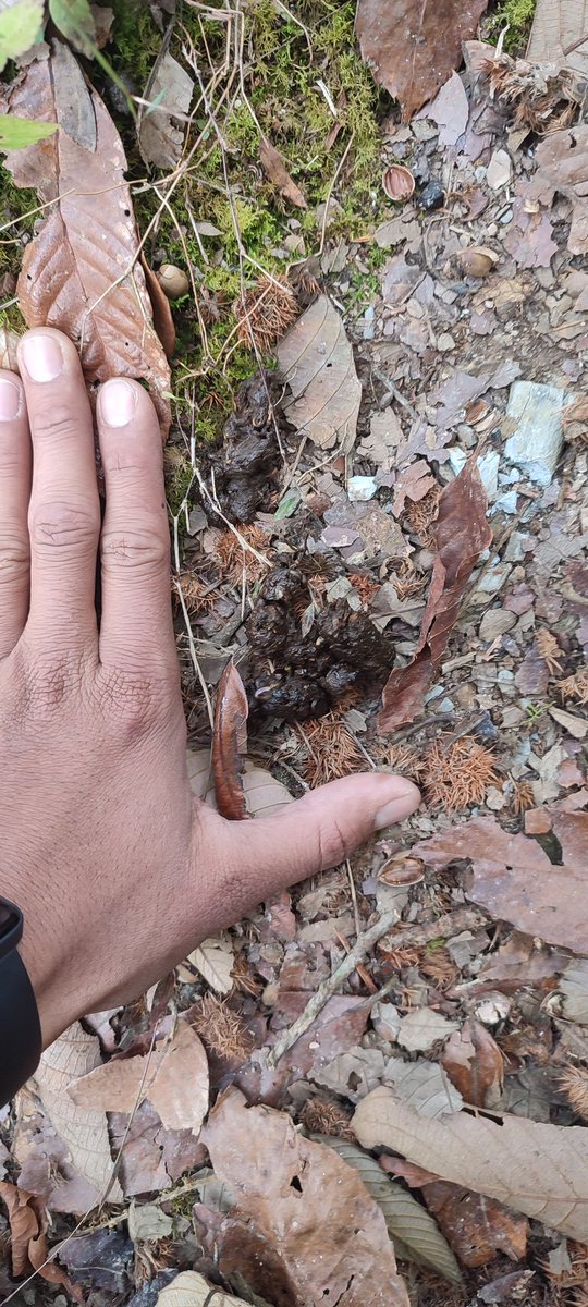MrBikashGhimire's tweet photo. Doing what pleases me the most for 17 straight days !
Is wildlifing a term? 🤣
How many could you identify?
#Wildlife #SignSurvey #WidlifeSigns #FieldWork https://t.co/qTPwla6j0t