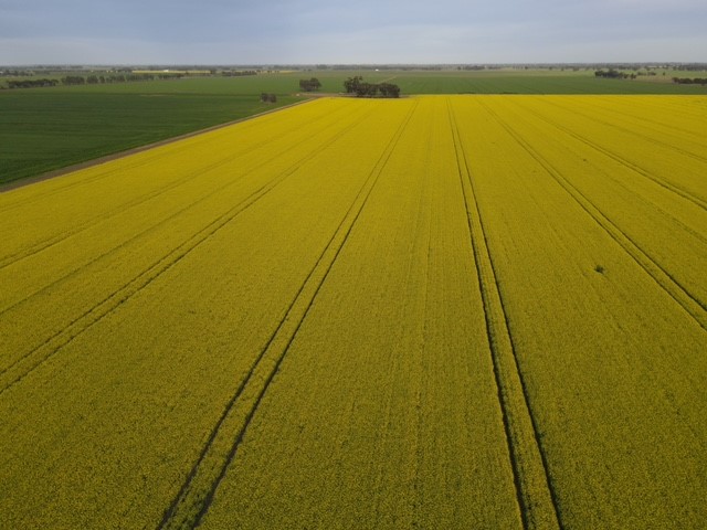 This ATR Bluefin production crop recovered well from early Red Legged Earth Mite damage. 
Grower Nick Evans is impressed with the variety’s stand-out vigour &amp; uniformity. 
Available to sow in 2022 bit.ly/3CbsEEl 
Contact your agro or Nuseed rep #valuebeyondyield