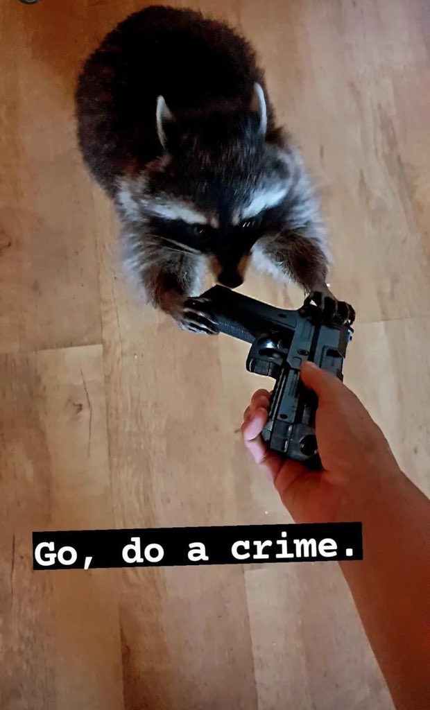 Raccoons Hourly (@raccoonhourly) on Twitter photo 