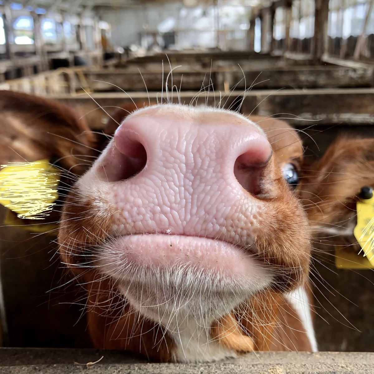 usinger_hare's tweet image. ついに‼︎365日目‼︎

最後の日は私の大好きな赤毛ちゃんのお鼻🙈🐽
チャレンジ達成！嬉しい！😭

#365日1日1お鼻チャレンジ
#今日のおはな
※リツイートしてくださった方にちょっとしたプレゼント用意してます🎁🐽詳細は固定ツイートへ🐽